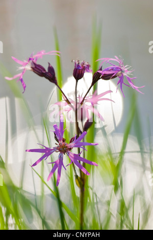 Campion, pré-ragged robin (Lychnis flos-cuculi, Silene flos-cuculi), la floraison, l'Allemagne, Rhénanie-Palatinat Banque D'Images