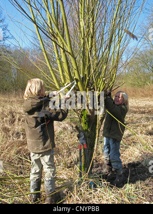 Le saule, l'osier (Salix spec.), deux garçons une coupe de saules étêtés , Allemagne Banque D'Images