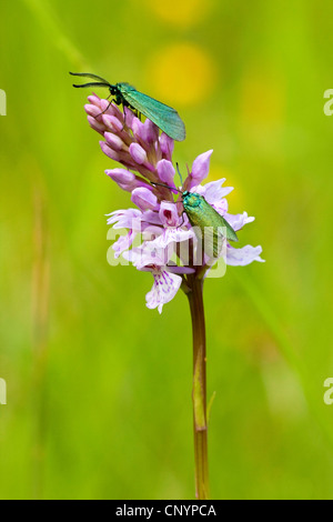 Forestier, forestier commun Procris (Adscita statices, statices), deux Ampfer-Gruenwidderchen assis à une orchidée tachetée , Allemagne, Rhénanie-Palatinat Banque D'Images