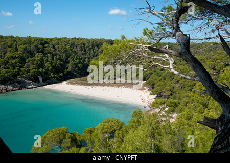 Regardant vers le bas sur les eaux turquoises et de sable blanc de la plage Trebaluger Cami de cavalls chemin côtier à Minorque Banque D'Images