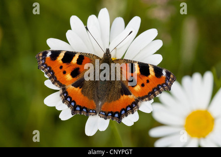 Petite écaille (Aglais urticae), assis sur un oxeye daisy, Allemagne, Rhénanie-Palatinat Banque D'Images