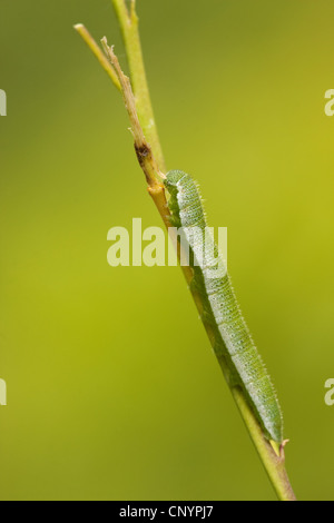 Orange-tip (Anthocharis cardamines), Caterpillar, Allemagne, Rhénanie-Palatinat Banque D'Images