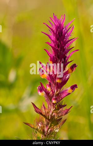 Vache champ-blé (Melampyrum arvense), inflorescence, Allemagne, Rhénanie-Palatinat Banque D'Images