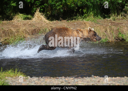 Ours brun, l'ours grizzli, le grizzli (Ursus arctos horribilis), pêcher le saumon dans l'eau peu profonde d'une rivière, USA, Alaska Banque D'Images