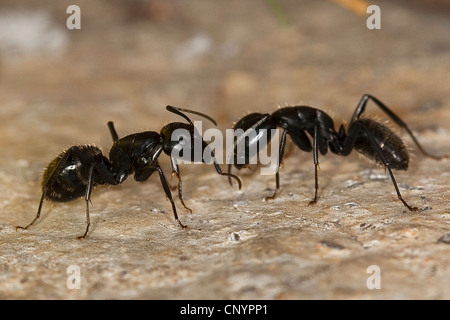 Chêne (fourmi Camponotus vagus), deux individus palpant, Allemagne Banque D'Images