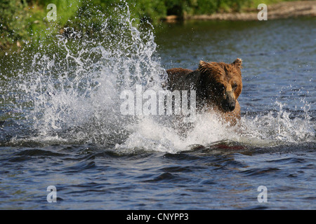 Ours brun, l'ours grizzli (Ursus arctos horribilis), pêcher le saumon dans l'eau peu profonde d'une rivière, USA, Alaska Banque D'Images