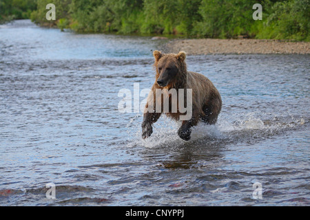 Ours brun, l'ours grizzli (Ursus arctos horribilis), pêcher le saumon dans l'eau peu profonde d'une rivière, USA, Alaska Banque D'Images