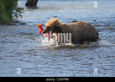 Ours brun, l'ours grizzli, le grizzli (Ursus arctos horribilis), debout dans une rivière avec un saumon pêché dans la bouche, USA, Alaska Banque D'Images