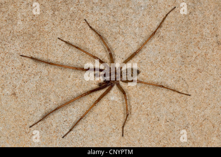 Maison Européenne géant, giant spider araignée des maisons, maison plus grande araignée, araignée araignée (Tegenaria gigantea, Tegenaria atrica), homme, Allemagne