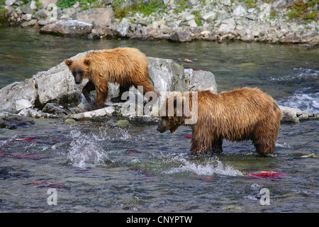 Ours brun, l'ours grizzli, le grizzli (Ursus arctos horribilis), deux ours pêcher le saumon dans l'eau peu profonde d'une rivière, USA, Alaska Banque D'Images