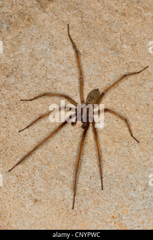 Maison Européenne géant, giant spider araignée des maisons, maison plus grande araignée, araignée araignée (Tegenaria gigantea, Tegenaria atrica), homme, Allemagne