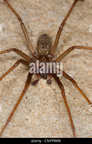 Maison Européenne géant, giant spider araignée des maisons, maison plus grande araignée, araignée araignée (Tegenaria gigantea, Tegenaria atrica), homme avec pédipalpes, Allemagne Banque D'Images