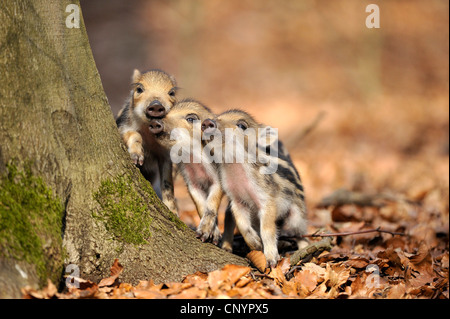 Le sanglier, le porc, le sanglier (Sus scrofa), trois rookie jouant sur l'arbre, l'Allemagne, en Rhénanie du Nord-Westphalie, Rhénanie-Palatinat Banque D'Images