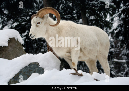 Les mouflons de Dall, mouton blanc (Ovis dalli), debout dans la neige, USA, Alaska Banque D'Images