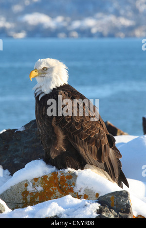 American Bald Eagle (Haliaeetus leucocephalus), assis sur un rocher sur la côte en hiver, USA, Alaska, Kenai Banque D'Images