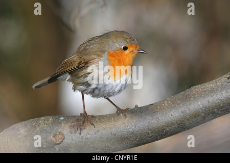 European robin (Erithacus rubecula aux abords), assis sur une branche, Allemagne Banque D'Images