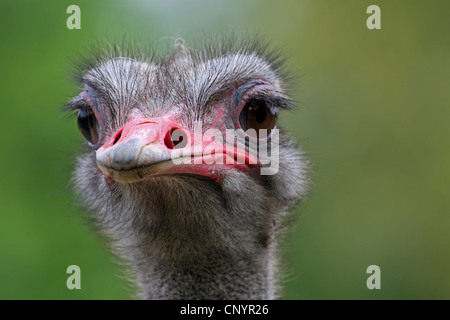 Autruche (Struthio camelus), portrait Banque D'Images