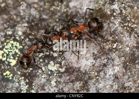 Petite fourmi rouge (Formica polyctena), la lutte contre les travailleurs Banque D'Images