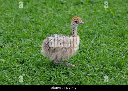 Autruche (Struthio camelus), jeune Autruche Banque D'Images