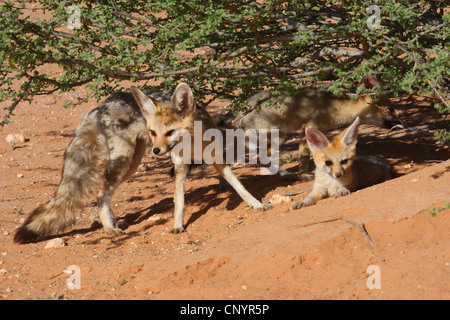 Cape Fox (Vulpes chama), avec le kit, Afrique du Sud, Kgalagadi Transfrontier National Park Banque D'Images