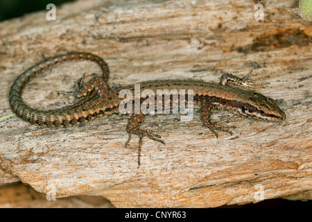 Lézard des murailles (Podarcis muralis, Lacerta muralis), assis sur le bois, Allemagne Banque D'Images