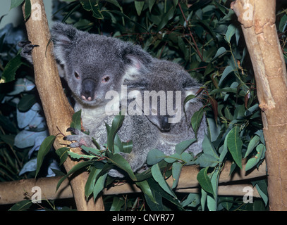 Koala, Le Koala (Phascolarctos cinereus), avec les jeunes, assis sur une branche, l'Australie Banque D'Images