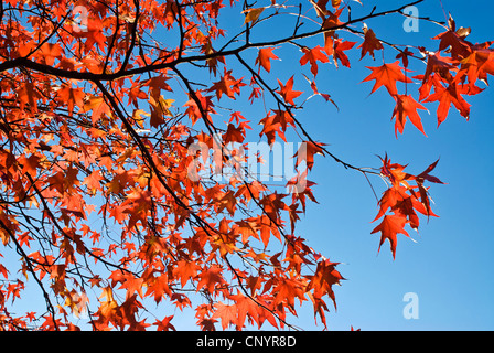 Feuilles rouges en automne avec fond de ciel bleu. Banque D'Images