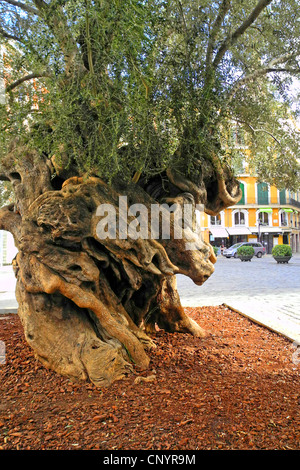 Olivier (Olea europaea ssp. sativa), le tronc de l'arbre noueux au Plaza Cort, Espagne, Baléares, Majorque, Palma de Mallorca Banque D'Images