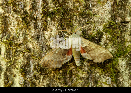 Sphynx du peuplier (Laothoe populi), assis bien camouflée sur l'écorce, l'Allemagne, Rhénanie-Palatinat Banque D'Images