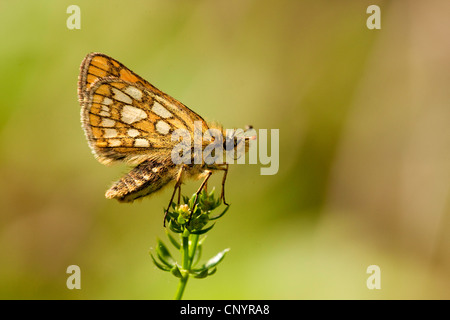 Carterocephalus palaemon hespérie (damier), assis sur un le gaillet, Allemagne, Rhénanie-Palatinat Banque D'Images