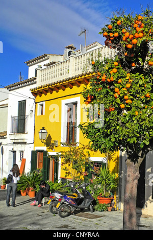 L'oranger (Citrus sinensis), les adolescents en face de la pittoresque Rue des fassades un cadre idyllique, l'Espagne, Baléares, Majorque, Palma de Mallorca Banque D'Images