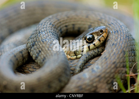 Couleuvre à collier (Natrix natrix), allongé sur le sol enroulé, Allemagne, Rhénanie-Palatinat Banque D'Images