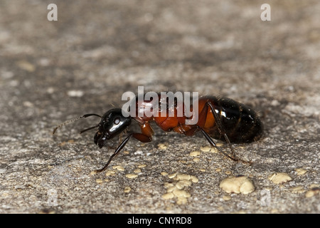 Fourmi Camponotus ligniperdus (, Camponotus ligniperda), Queen, Allemagne Banque D'Images