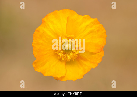 Pavot d'Alaska, l'Islande pavot (Papaver nudicaule), fleur Banque D'Images
