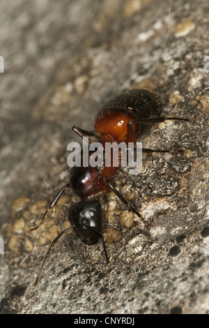 Fourmi Camponotus ligniperdus (, Camponotus ligniperda), Queen, Allemagne Banque D'Images