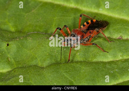 Bug assassin rouge (Rhinocoris iracundus, Rhynocoris iracundus), assis sur une feuille, Allemagne Banque D'Images