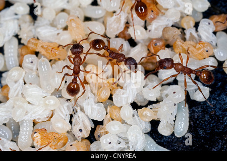 Fourmi myrmicine rouge, red ant (Myrmica rubra), nid avec les travailleurs, les larves et pupes, Allemagne Banque D'Images