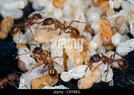 Fourmi myrmicine rouge, red ant (Myrmica rubra), nid avec les travailleurs, les larves et pupes, Allemagne Banque D'Images