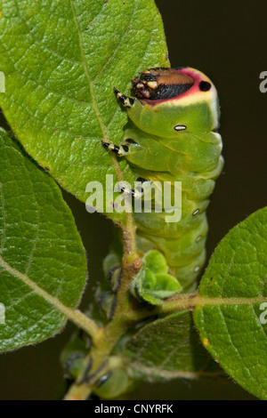 Puss moth (Cerura vinula), jeune chenille assis à une feuille, l'Allemagne, Rhénanie-Palatinat Banque D'Images