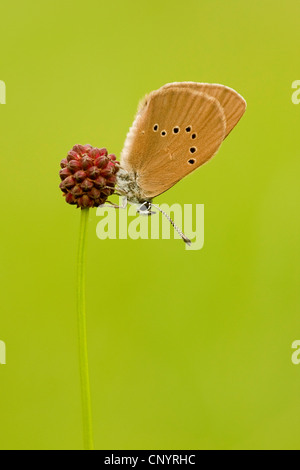 Grand bleu sombre (Maculinea nausithous), assis sur Burnett, Allemagne, Rhénanie-Palatinat Banque D'Images