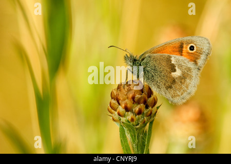 Petit heath (Coenonympha pamphilus), assis sur une inflorescence de brown-villeuse centaurée maculée, Allemagne, Rhénanie du Nord-Westphalie Banque D'Images