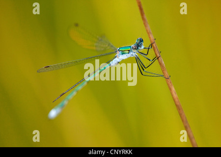 Lestes vert émeraude, libellule (Lestes sponsa), assis à un rush, Allemagne, Rhénanie du Nord-Westphalie Banque D'Images