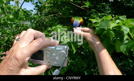 Lory arc-en-ciel (Trichoglossus haematodus), assis sur une branche d'être représenté tout en nourris avec de l'eau sucre Banque D'Images