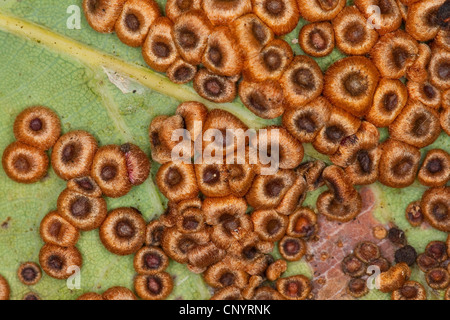 Blister feuille de chêne-gall wasp cynips Oakleaf, silkbutton spanglegall-guêpe cynips, bouton soie spangle gall (Neuroterus numismalis), des galles sur le côté inférieur d'une feuille de chêne, Allemagne Banque D'Images