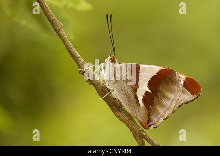 Purple emperor (Apatura iris), assis sur une branche, l'Allemagne, Rhénanie-Palatinat Banque D'Images