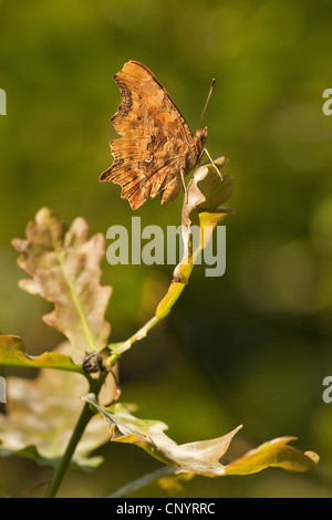 Virgule (Polygonia c-album, Virgule c-album, Nymphalis c-album), assis sur un rameau de chêne, Allemagne, Rhénanie du Nord-Westphalie Banque D'Images