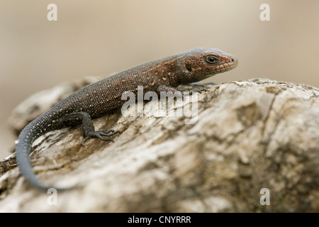 Lézard vivipare, lézard commun européen (Lacerta vivipara, Zootoca vivipara), juvénile assis sur un stein , Allemagne, Rhénanie du Nord-Westphalie Banque D'Images
