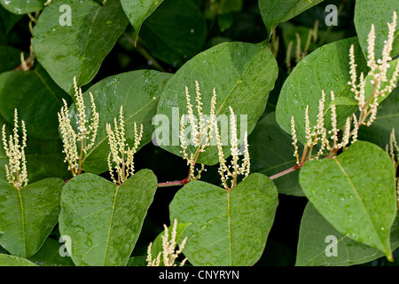 La renouée japonaise (Fallopia japonica, Reynoutria japonica), blooming, Allemagne Banque D'Images