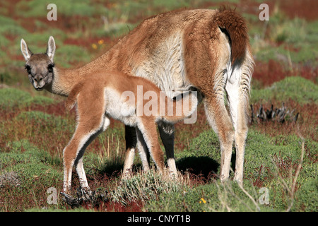 Guanaco (Lama guanicoe), mère allaitant son enfant, le Chili, le Parc National Torres del Paine Banque D'Images