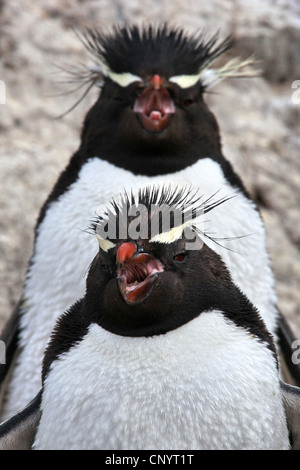 Rockhopper Penguin (Eudyptes chrysocome), deux pingouins debout derrière eux, l'Argentine, de l'Île Penguin , Puerto Deseado Banque D'Images